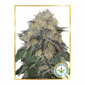 Mr. Northern OG