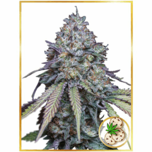 Auto Girl Scout Cookies