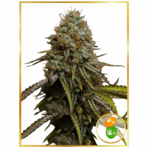 Auto Zkittle