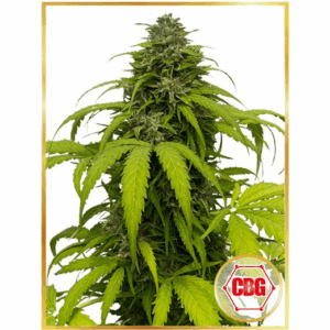 Auto CBG Strong