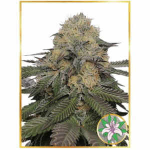 Mr. Lili OG Fem