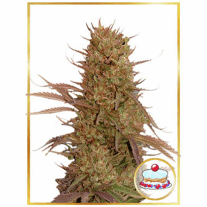 Auto Mimosa