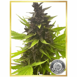 Auto Purple CBD Rich
