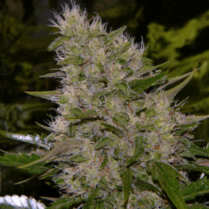 Critical Mass Reg