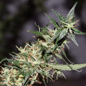 Mango Haze Reg