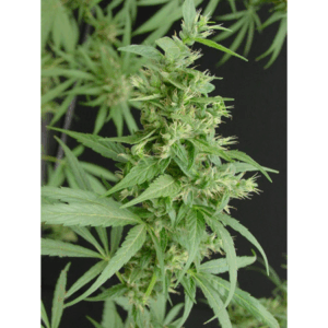 Neville´S Haze Reg