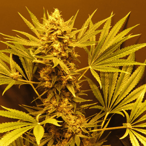 G13 x Haze Reg