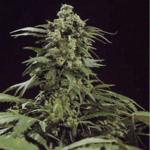 G13 x Skunk Reg
