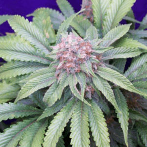 G13 x Widow Reg