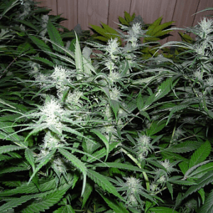 Nhs (NL5/Haze x Skunk) Reg