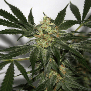 Early Queen x Afghan Haze Reg
