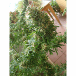 Angel Heart (Mango Haze x Afghan Skunk) Reg