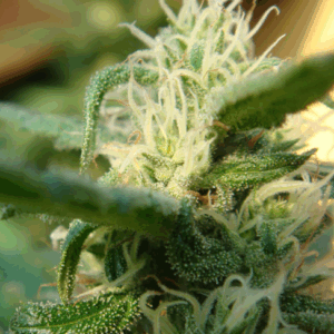 Angel Breathe (Mango Haze x Afghan Haze) Reg