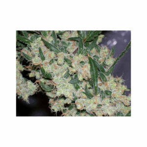 Afghan Skunk Reg