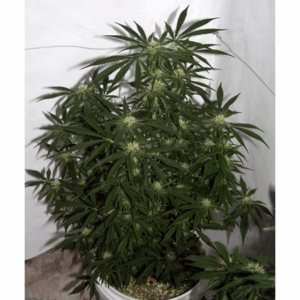 Early Skunk Haze Reg
