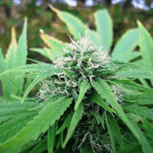 NL5 x Skunk Reg