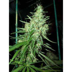 Pink Floyd (Critical Mass x Haze Ac) Reg