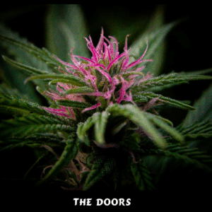 The Doors (NL5 x Haze Ac) Reg
