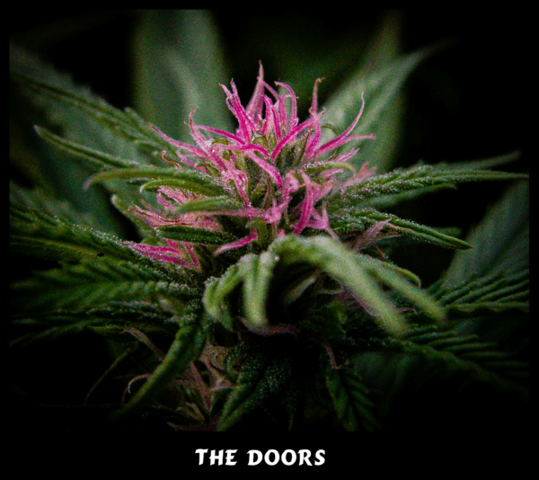 The Doors (NL5 x Haze Ac) Reg