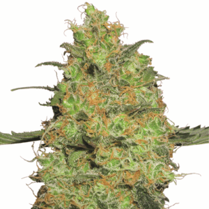 Master Kush Fem