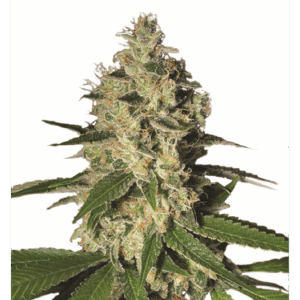 Northern Light Fem