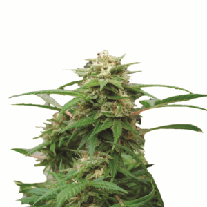 White Rhino Fem