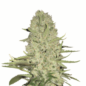 White Widow Fem