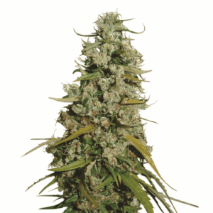Hawaii Maui Waui Fem