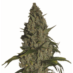 Amnesia Fem