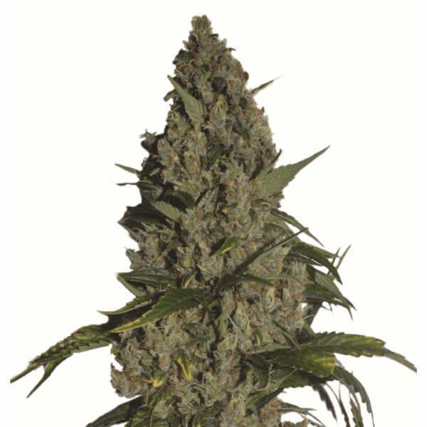 Amnesia Fem