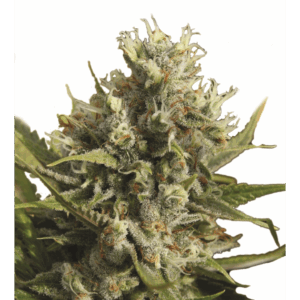 Amnesia Auto