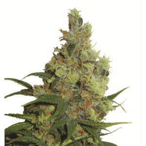Amnesia Haze Auto