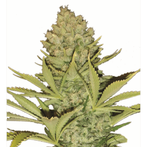 Big Bud 10Und Reg