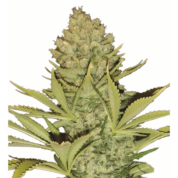 Big Bud 10Und Reg