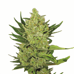 Big Bud Auto