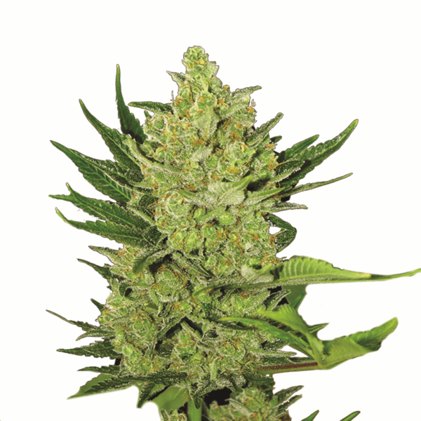Big Bud Auto