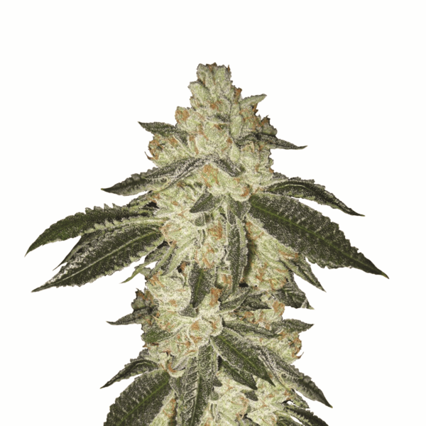 Blue Dream Fem