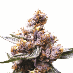 Blueberry Fem