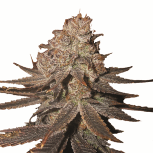 Blueberry Auto