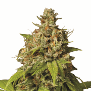 Durban Poison Fem