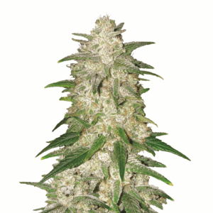 Gelato Fem
