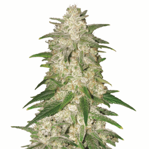 Gelato Auto