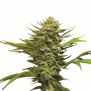 Girl Scout Cookies Auto