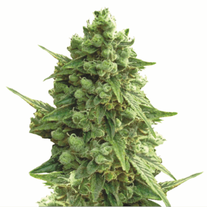 Hawaii Maui Waui Auto