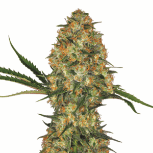 Hindu Kush Auto