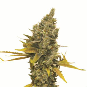 Lemon OG Haze Fem