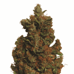 Orange Bud Fem