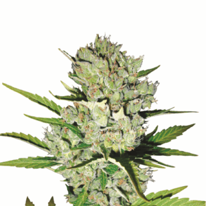 Skunk #1 Auto