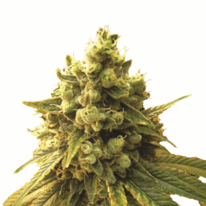 Sour Diesel Fem