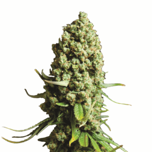 Super Skunk Auto